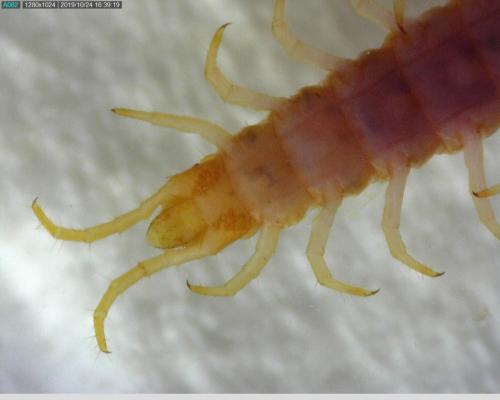 Geophilus easoni